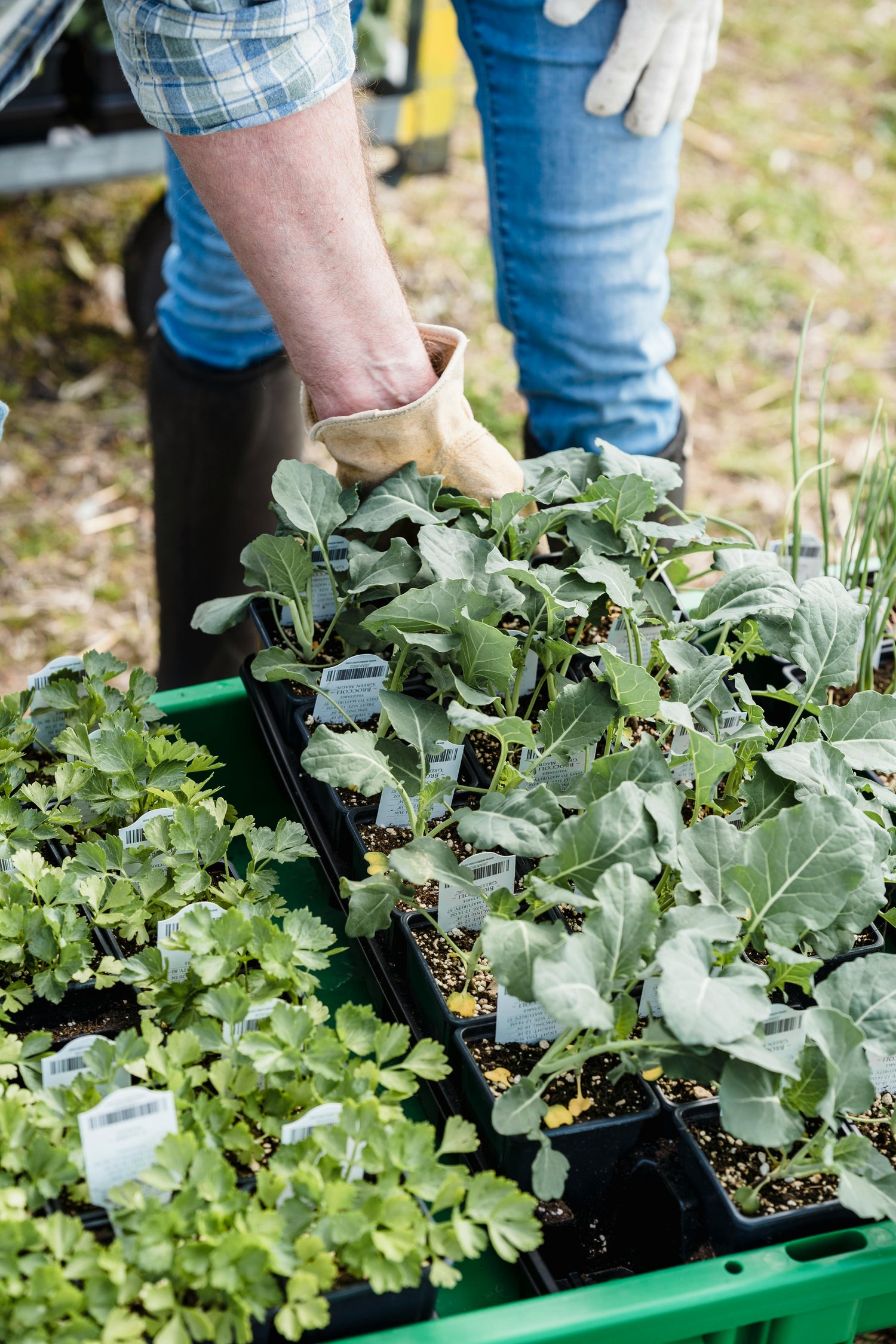 Garden Essentials