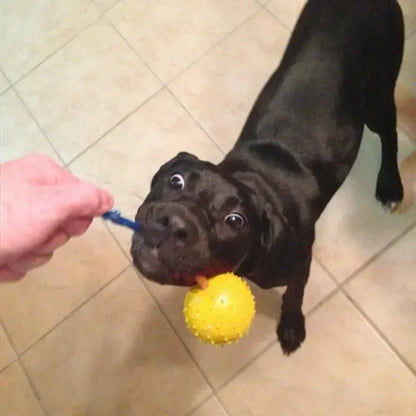 Interactive Rubber Dog Fetch Toy for Fun Training Play